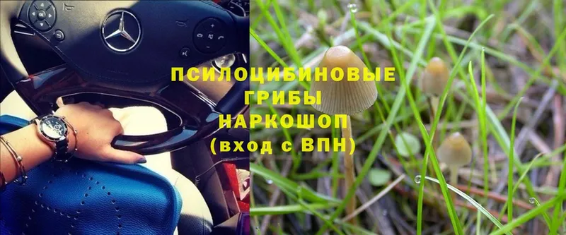 Галлюциногенные грибы Magic Shrooms  Донской 